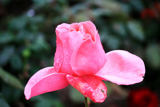 雨后月季花