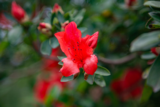 杜鹃花