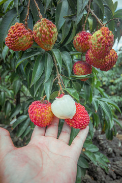 火山口荔枝王