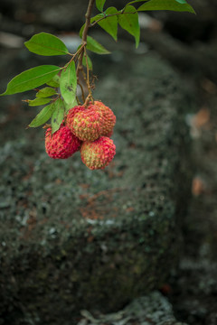 火山口荔枝王