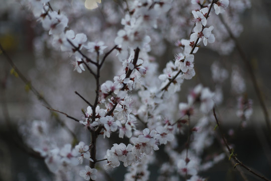 樱花