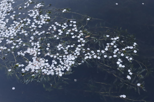 水里樱花花瓣