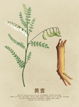 黃耆