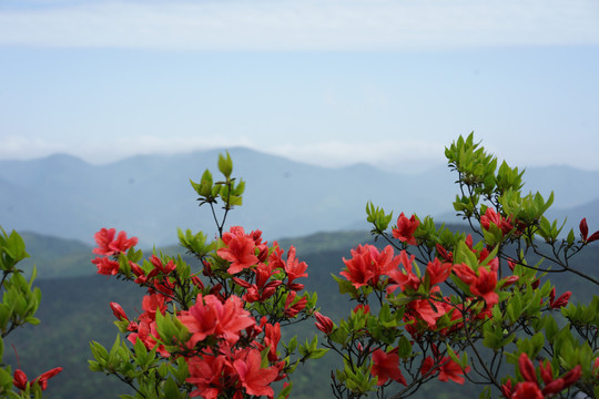 野杜鹃