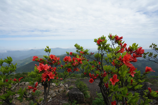 杜鹃花