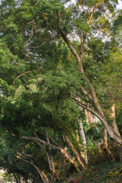 海南海口金牛岭公园里的榕树
