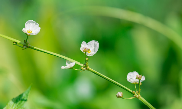 夏日阳光下的如意花朵