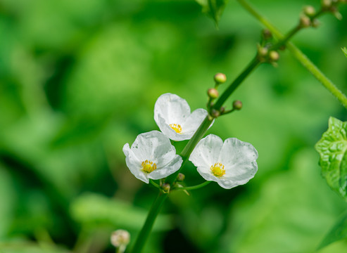 三朵白色泽泻花