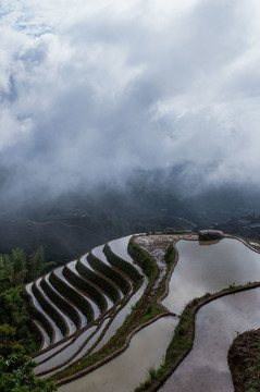 雨后的灌水龙脊梯田