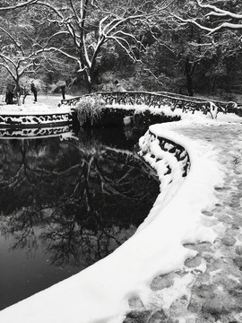 池塘雪花