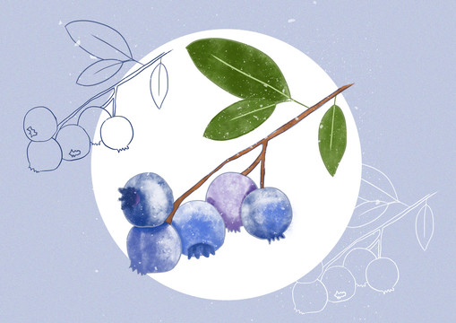 手绘蓝莓水果包装插画