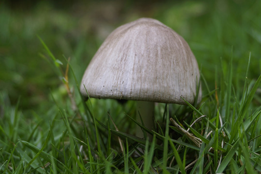 草地野生蘑菇