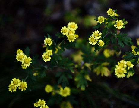 雏菊黄色小菊花