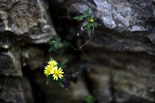 雏菊黄色小菊花