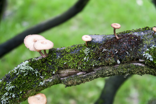 树干上的小蘑菇