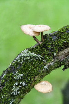 树干上的小蘑菇