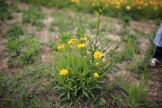 剑叶金鸡菊