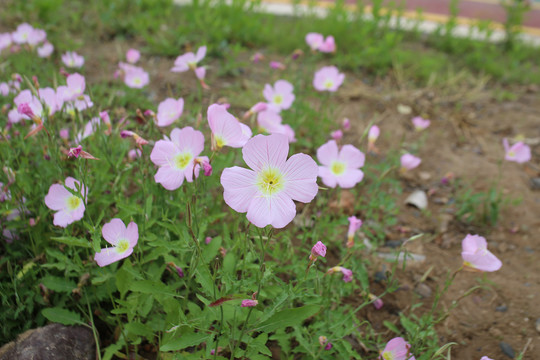 格桑花格桑梅花