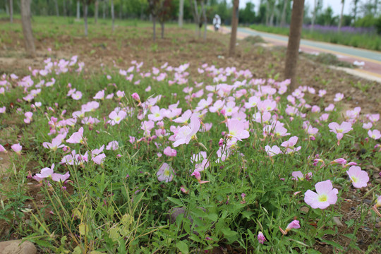 格桑花格桑梅花