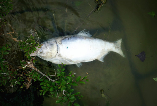 污染死鱼