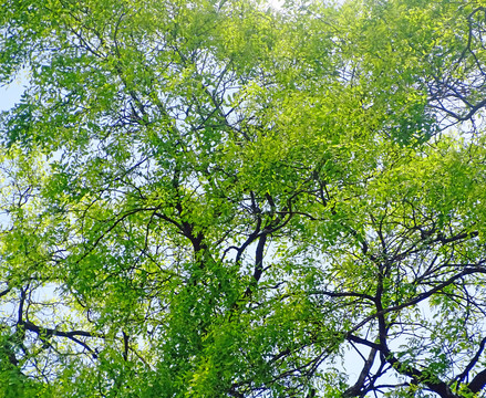 天花绿植装饰画