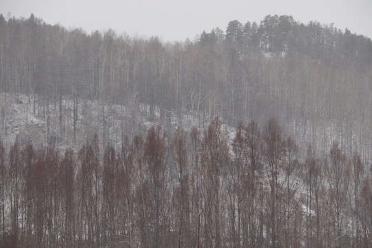 飘雪的原始森林