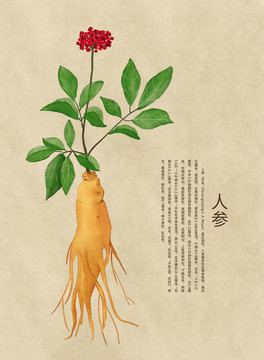 原創(chuàng)手繪插畫(huà)人參