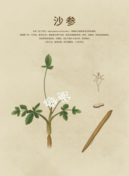 沙參
