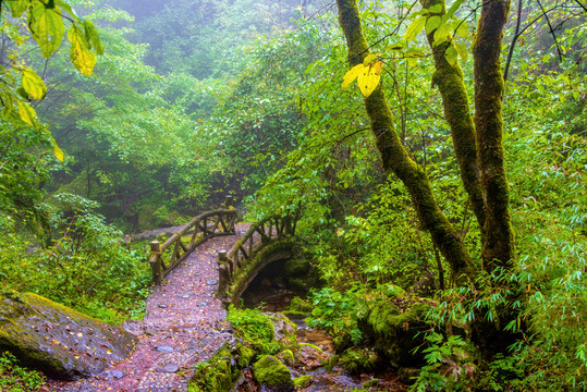 中国湖北神农架金猴岭风景区