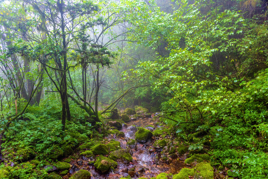 中国湖北神农架金猴岭风景区