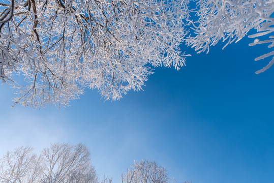 冬天雪后的蓝天和雾凇