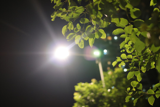 绿植灯光夜景