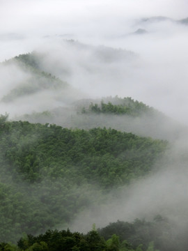 雾绕竹海