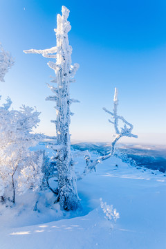 树挂雾凇白雪