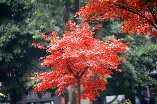 红枫树