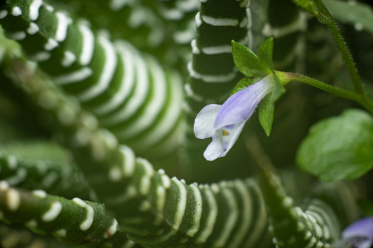 通泉草蓝色花