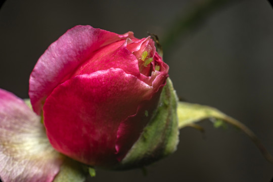 月季花花苞和蚜虫