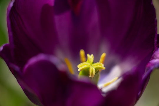 紫色郁金香花蕊特写