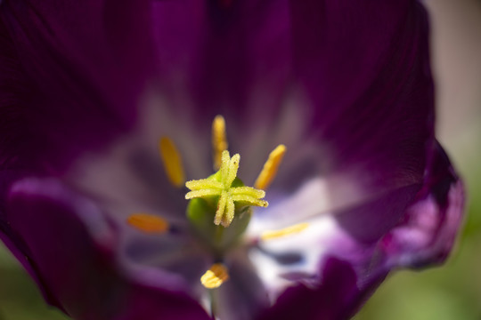 紫色郁金香花蕊特写