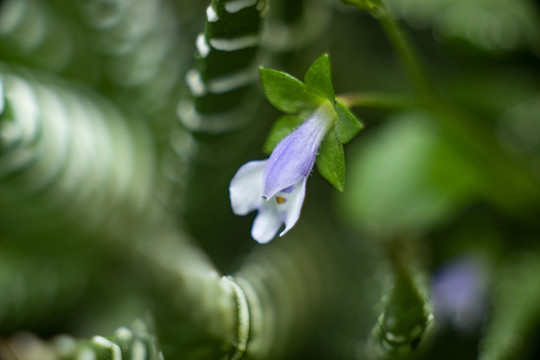 通泉草蓝色花