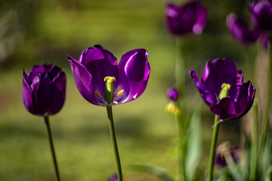 紫色郁金香花