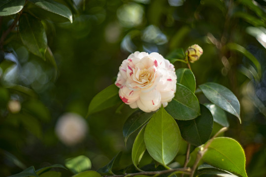 白色山茶花