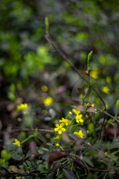 黄色毛茛花