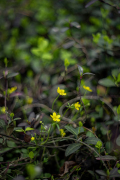 黄色毛茛花