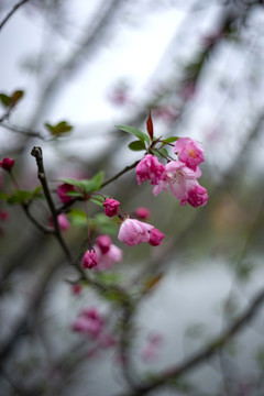 粉色垂丝海棠花