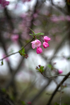 粉色垂丝海棠花