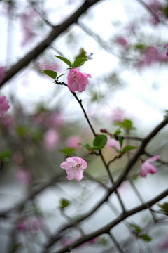 粉色垂丝海棠花