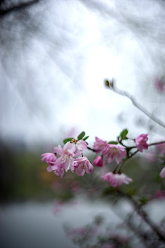 粉色垂丝海棠花