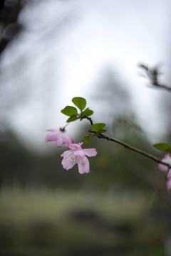 粉色垂丝海棠花