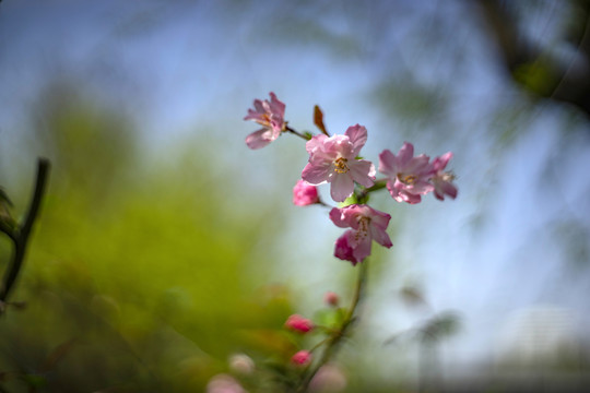 粉色垂丝海棠花